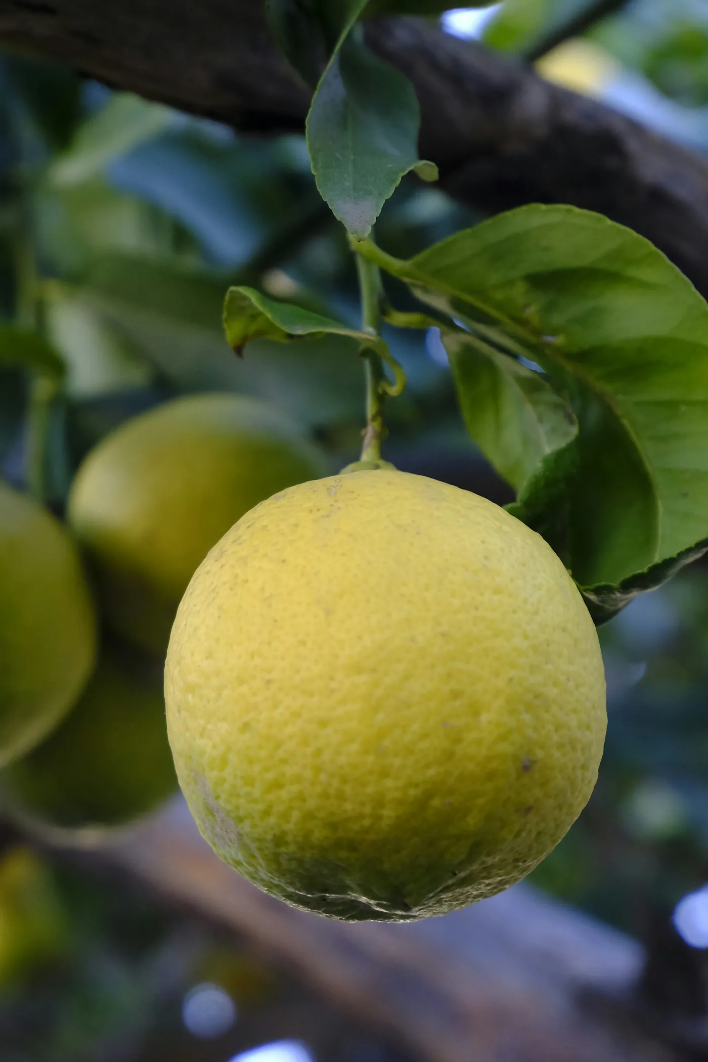 Un yuzu mûr sur sa branche, l’agrume japonais qui parfume la carte de saison.